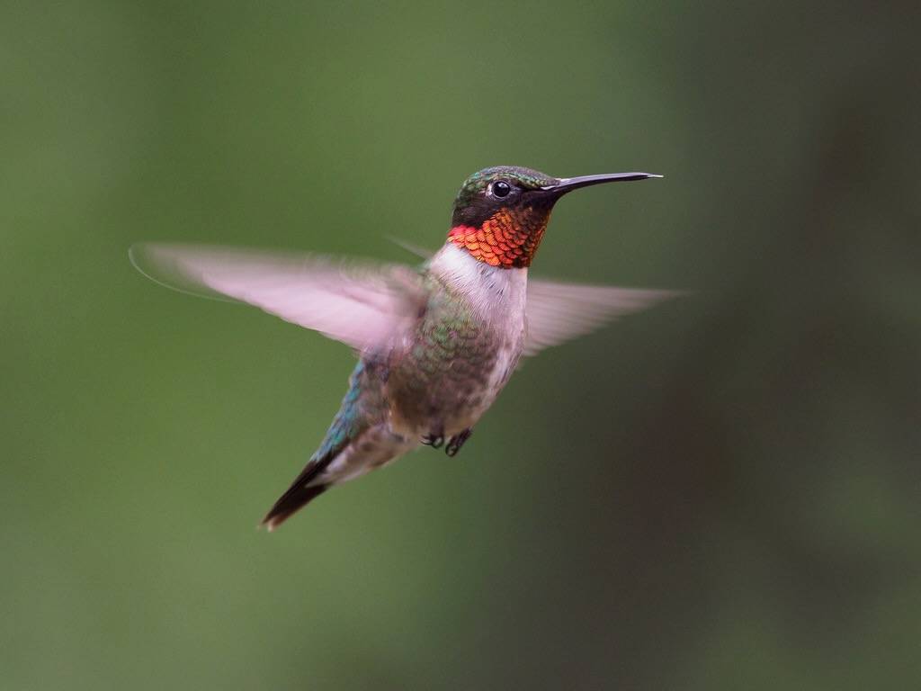 Hummingbird, Ruby-throated by @Michael is licensed under CC BY-NC-ND 2.0.